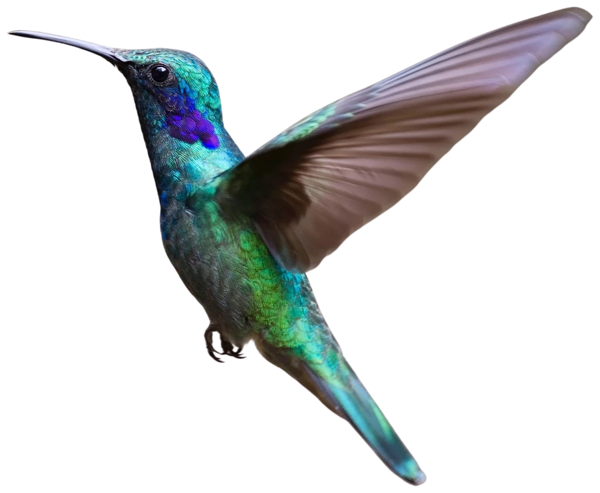 Krāsains kolibri lidojumā